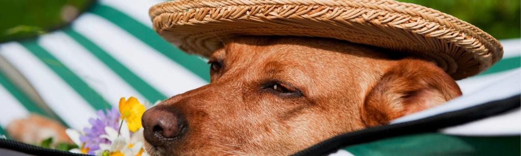 Weekend da cani