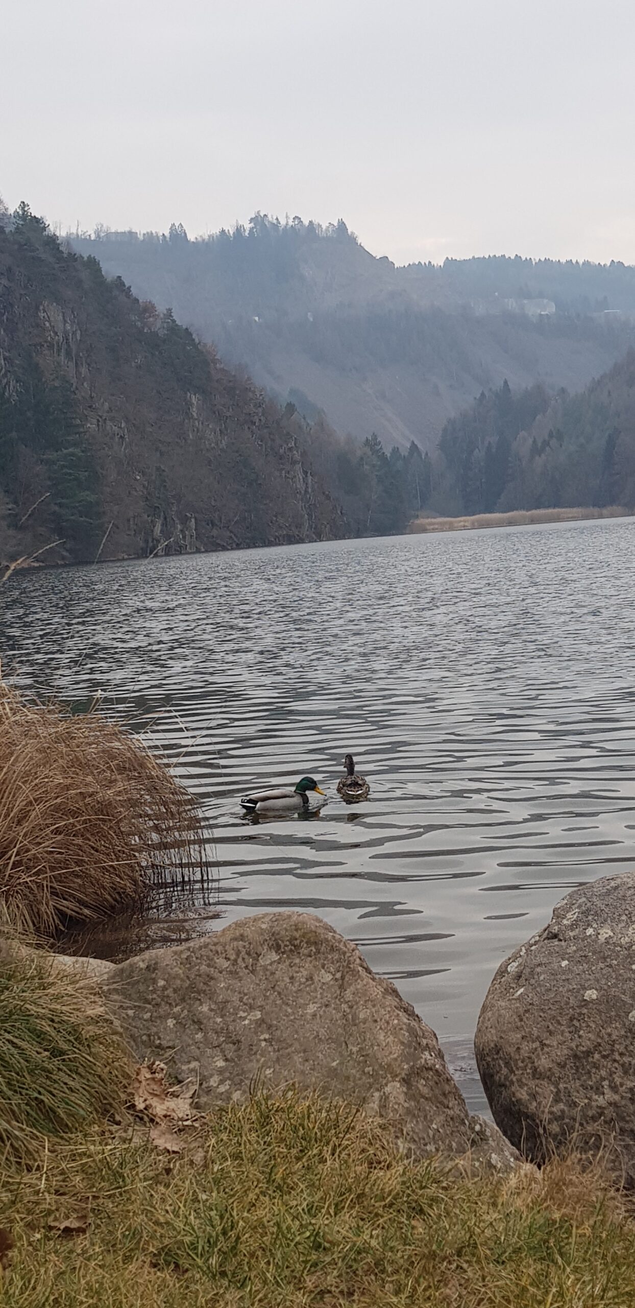 LASES IL LAGO E IL BASILISCO DI DOS DEL CASTEL