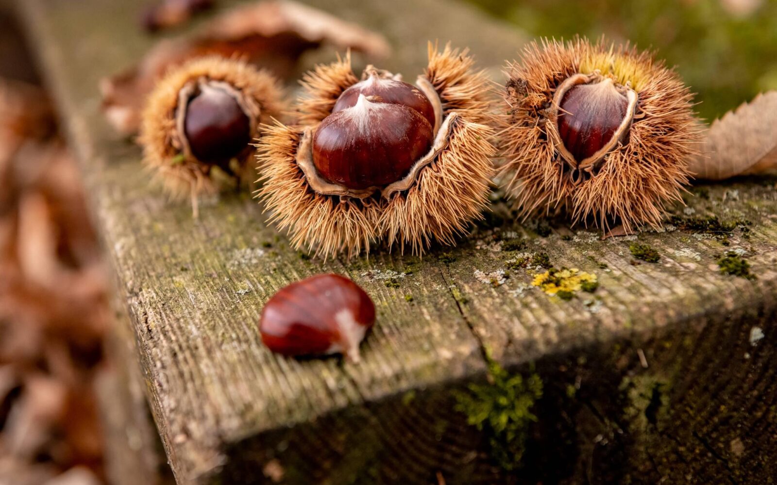 Ottobre sull’Alpe Cimbra: tra castagnate e 5 grandi appuntamenti