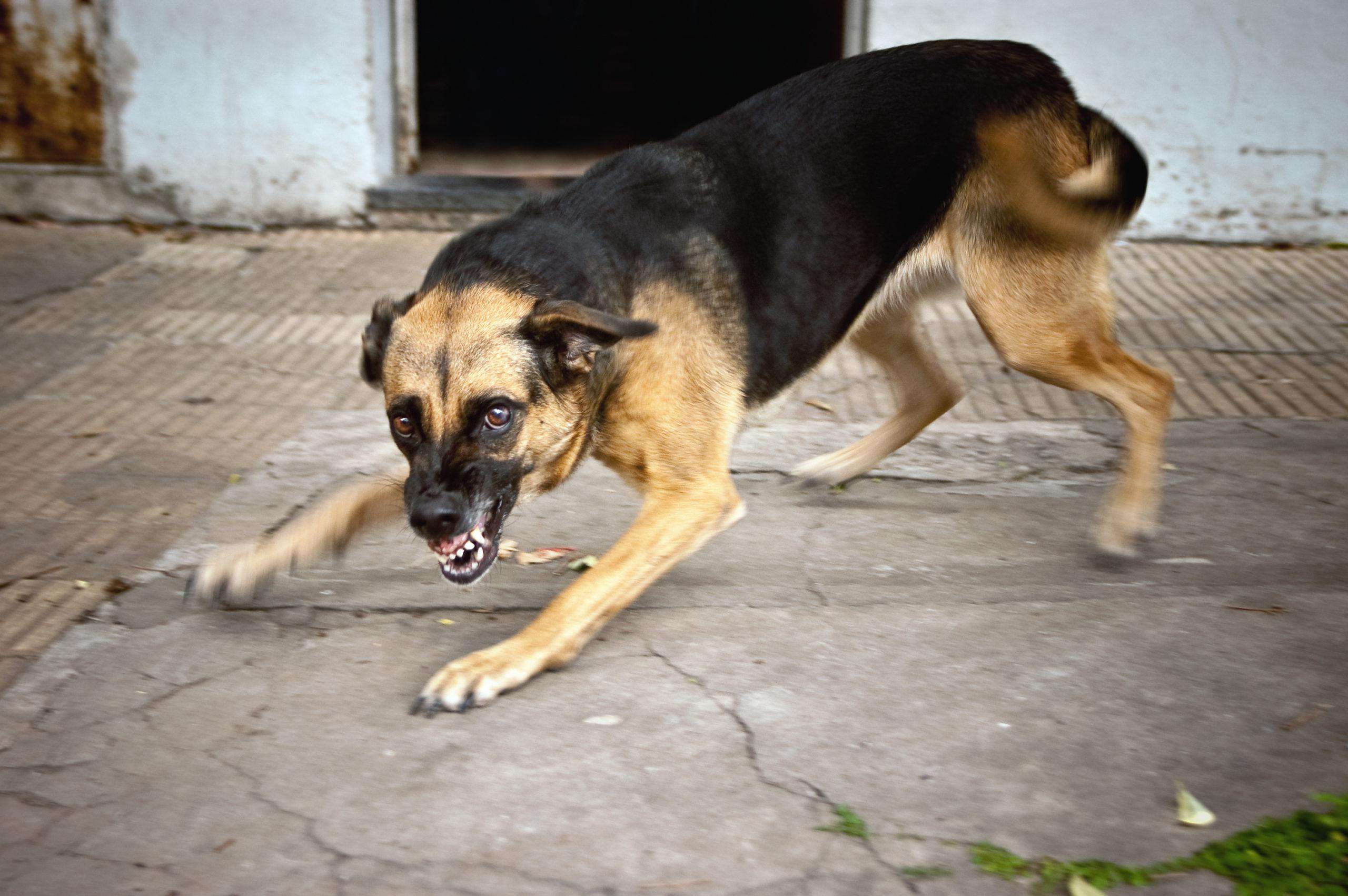 Dobbiamo fare come gli animali
