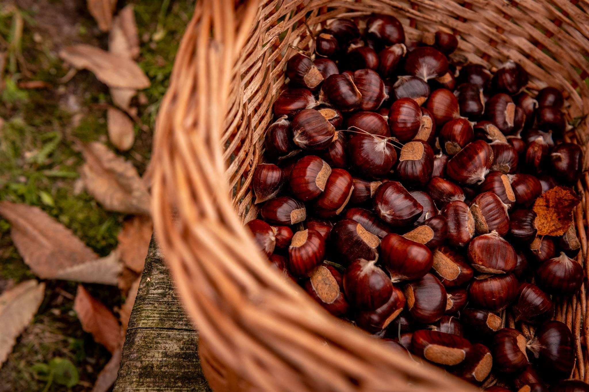 Cesto di castagne della Valle del Centa