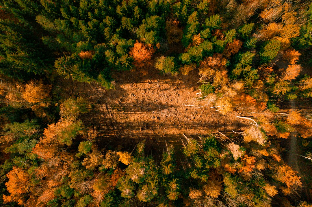 Chiome di alberi nella foresta in autunno viste dall'alto