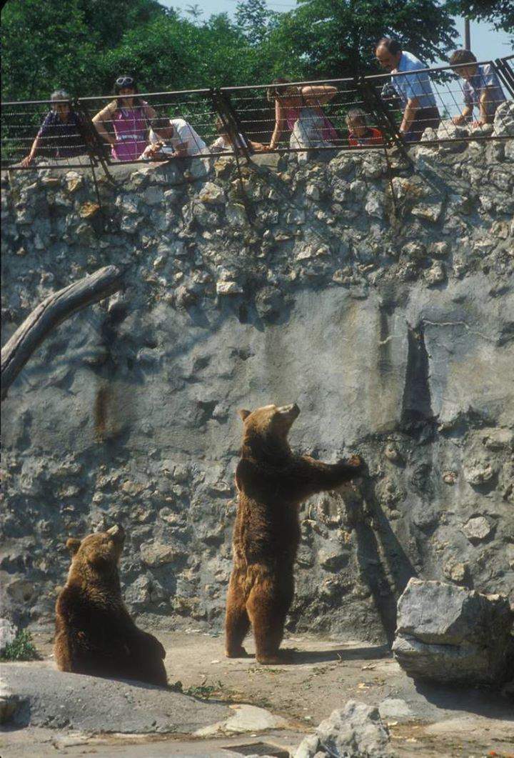 ORSO CHE DIVENTA CIBO PER TUTTI