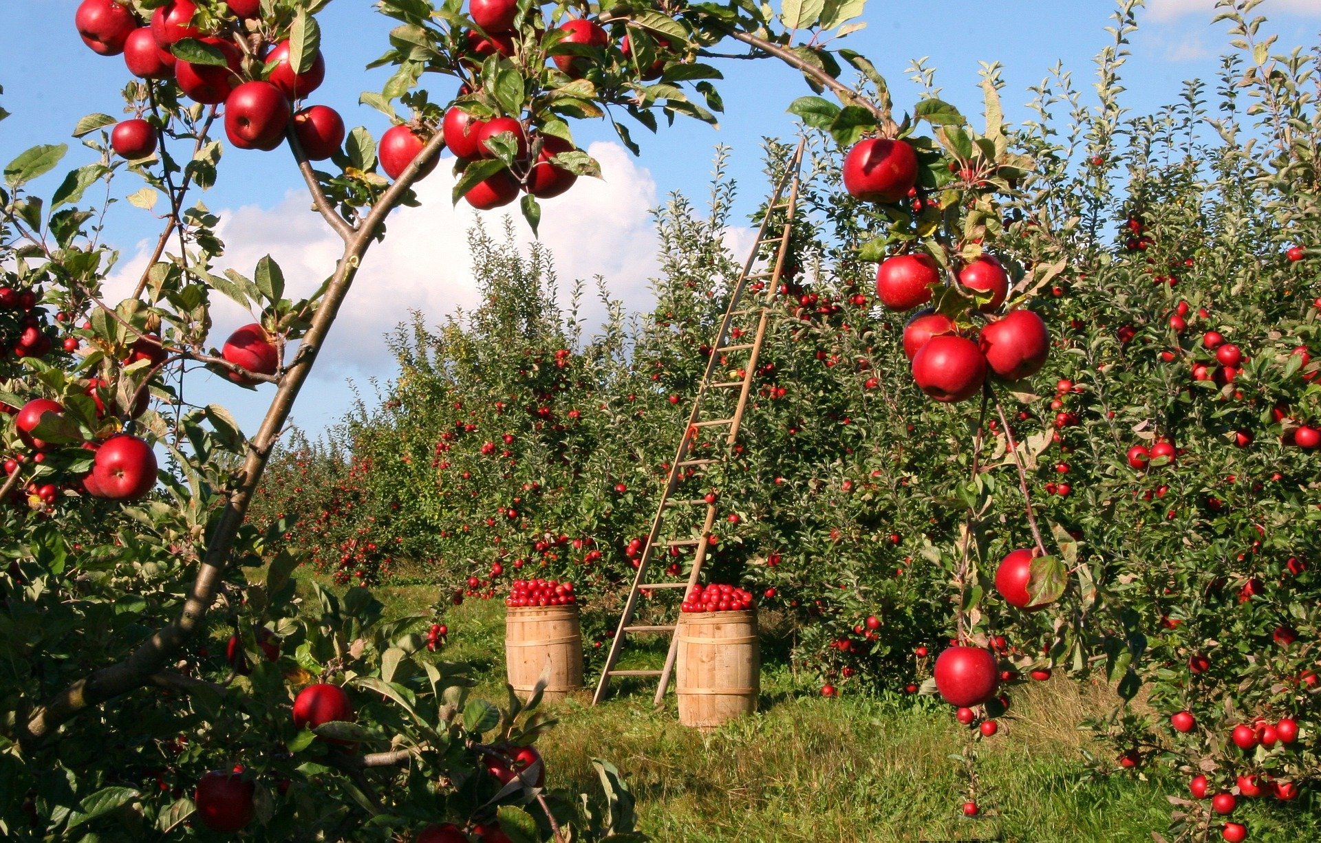 POMARIA – La festa per la regina delle mele! Cles – @ValdiNon