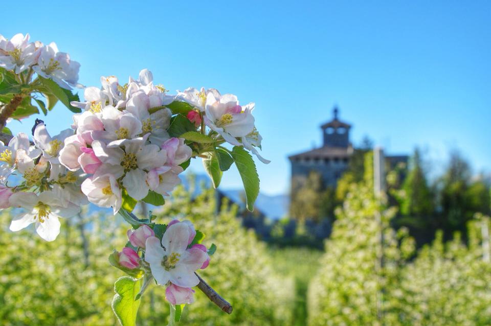 APRILE DOLCE FIORIRE –  FORAGING SHOW CON BRUNO SENIOR CHEF in VAL DI NON