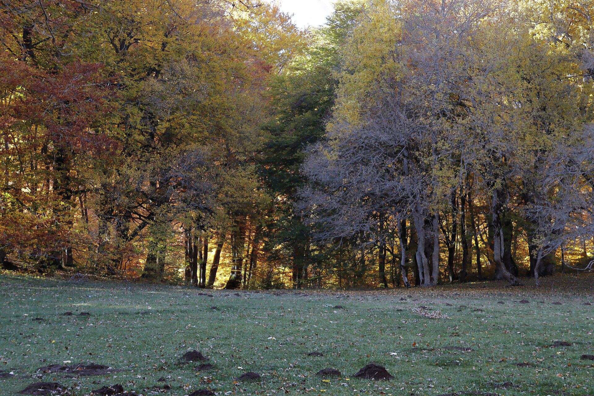 Faggi e radura in autunno nel Bosco di Sant’Antonio, Parco Nazionale della Maiella