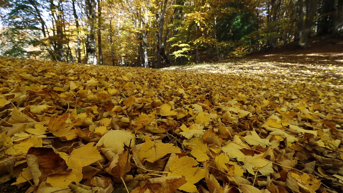 Bosco di Sant’Antonio: l’Abruzzo che cammina nell’oro
