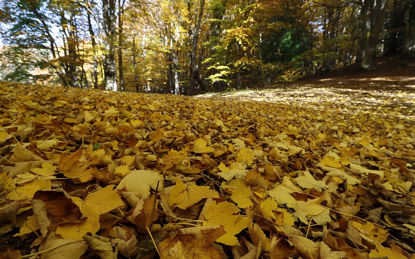 Bosco di Sant’Antonio: l’Abruzzo che cammina nell’oro