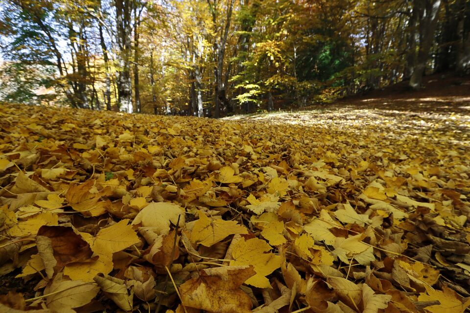 Bosco di Sant’Antonio: l’Abruzzo che cammina nell’oro