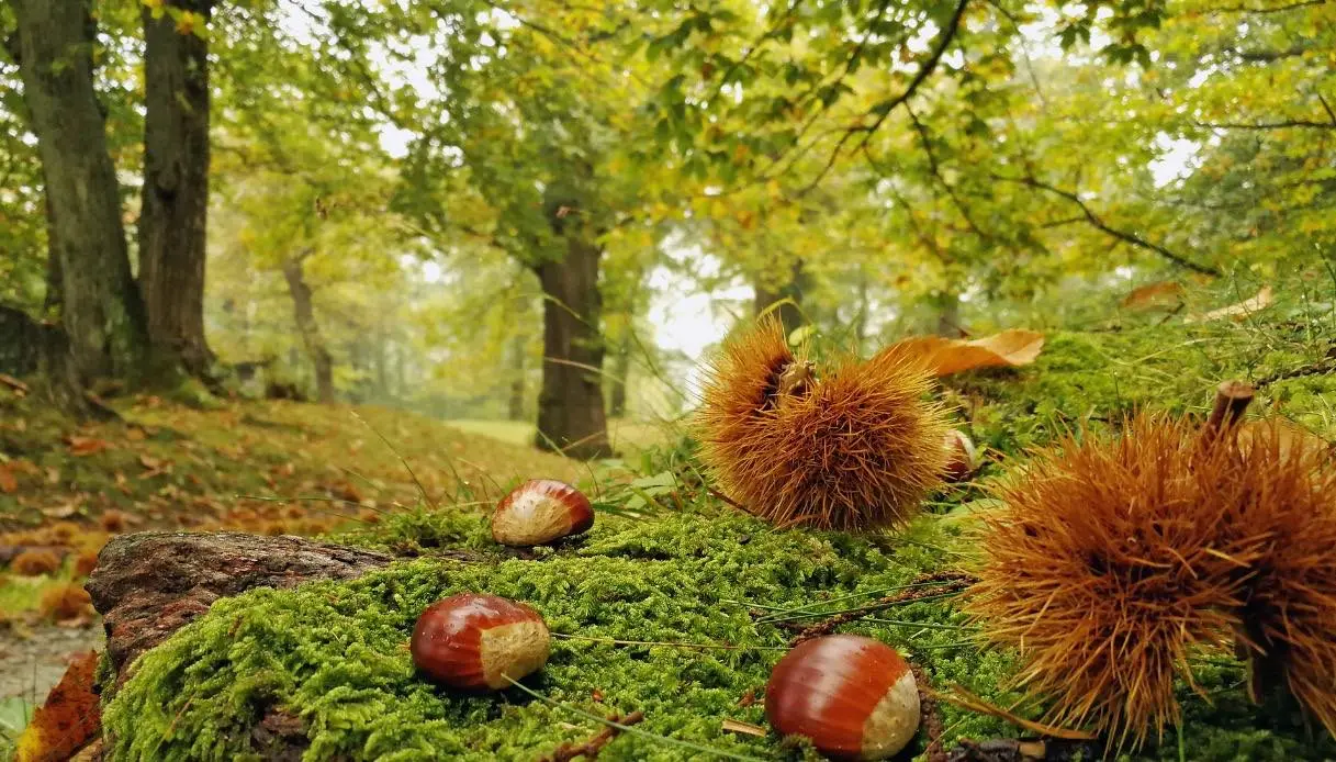 EVENTI IN TRENTINO ALTO ADIGE OTTOBRE-NOVEMBRE
