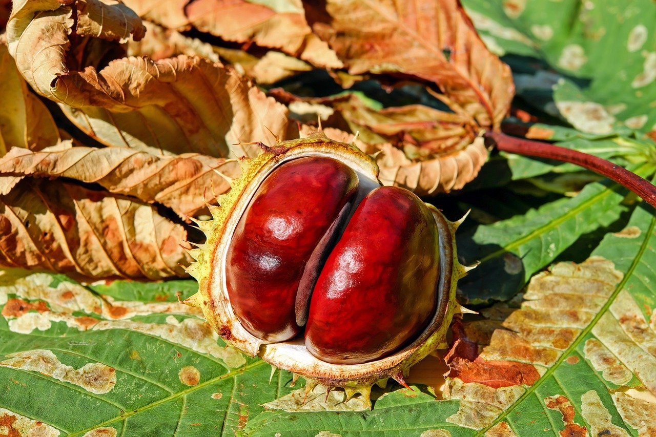 Sardagna in Castagna!