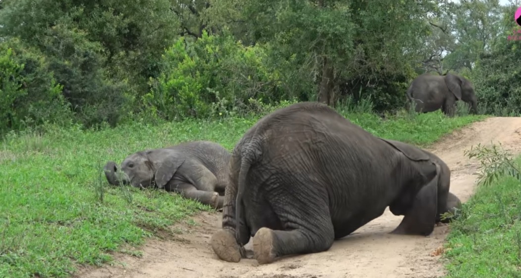 QUESTA POI: ANCHE GLI ANIMALI FANNO FESTA !