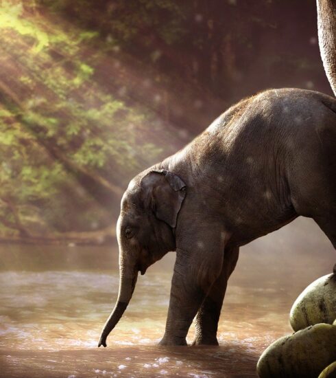 GENITORI SEPARATI Vs #CORONAVIRUS