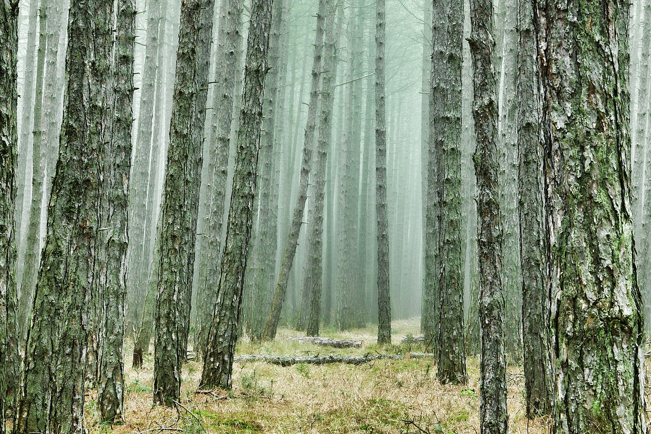 DANZA NEL BOSCO E UN CINEMA A “IMPATTO ZERO” A FAI DELLA PAGANELLA