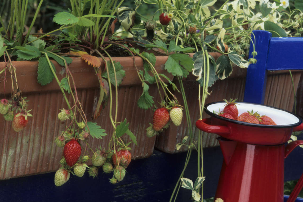 FRAGOLE CHE PASSIONE