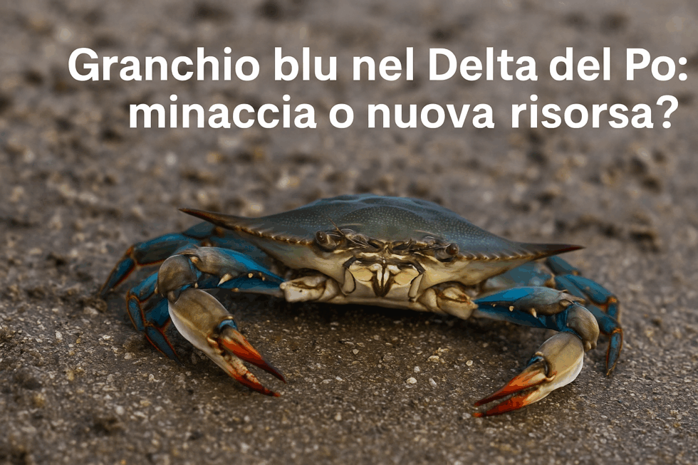GRANCHIO BLU NEL DELTA DEL PO: UNA MINACCIA ECOLOGICA O RISORSA? SCOPRIAMOLO