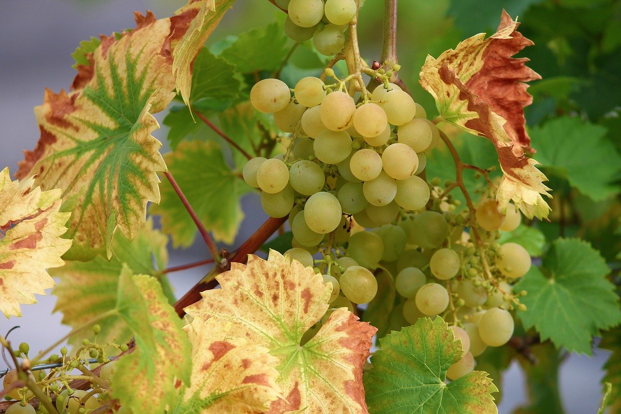 Quali vini e quali prospettive dai “vitigni resistenti”?
