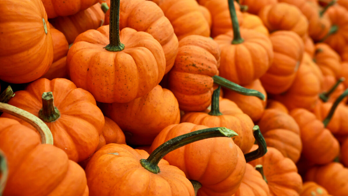 Halloween o no, l’Italia si accende: 20 eventi da vivere