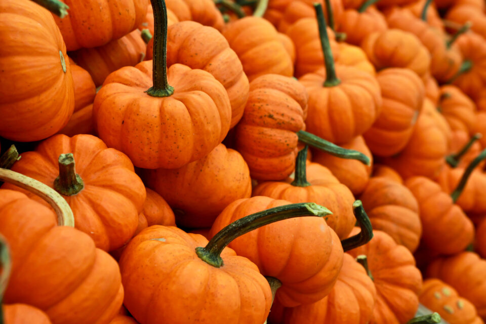 Halloween o no, l’Italia si accende: 20 eventi da vivere