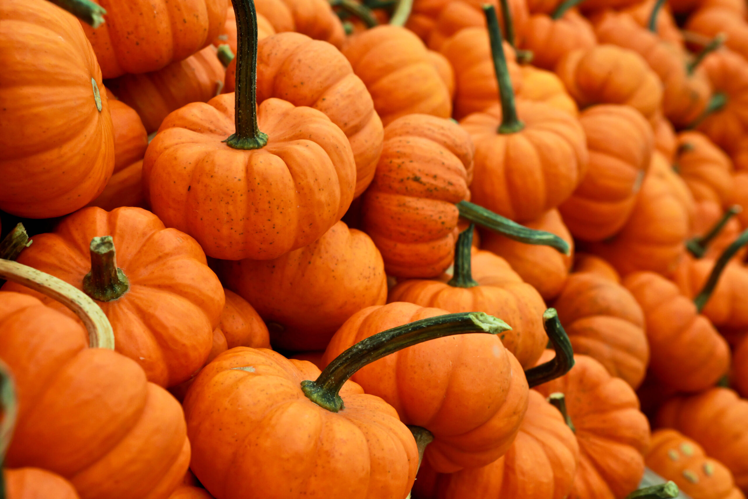 Zucche arancioni a un mercato autunnale, immagine d’atmosfera per gli eventi di Halloween e le feste d’autunno