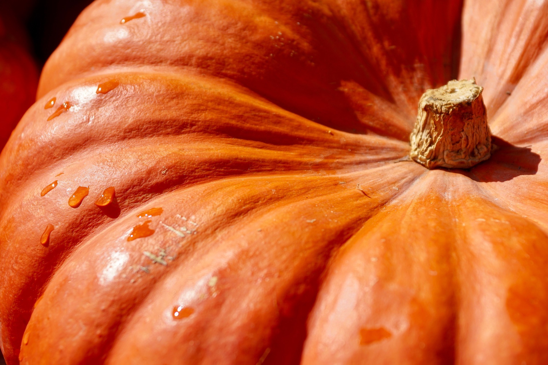 Festival della Zucca