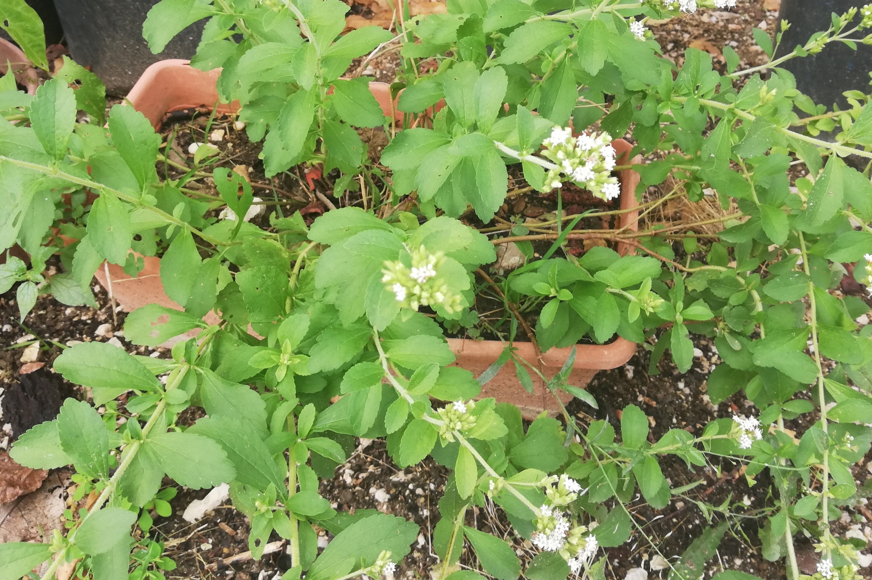 STEVIA MIRACOLO DELLA NATURA