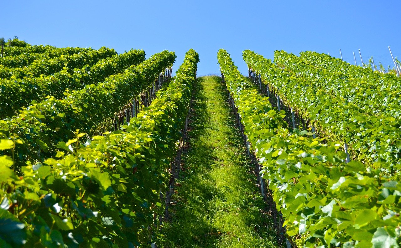 Cantina Romanese. Un calice di vino con il naso all'insù