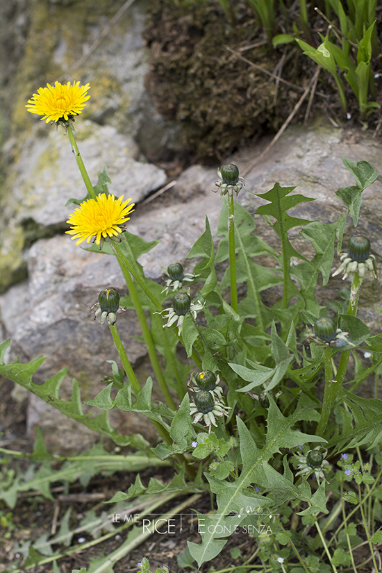 TARASSACO FIORE DAL DOLCE AL SALATO